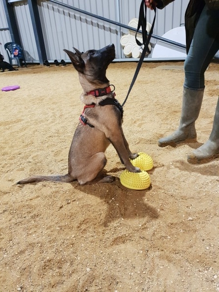 PUPPY PRE-AGILITY