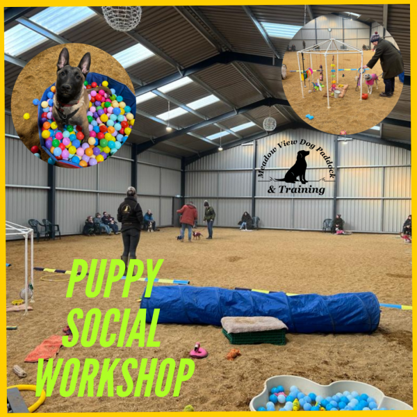 Puppy Social Workshop