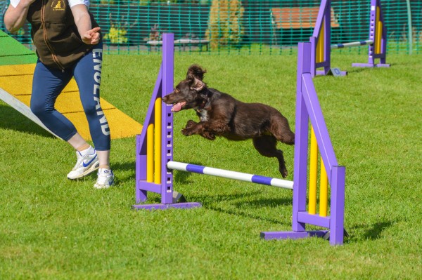 MVA Agility