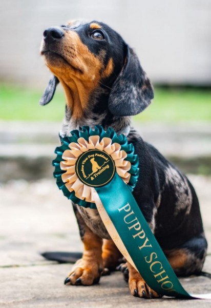 Puppy School