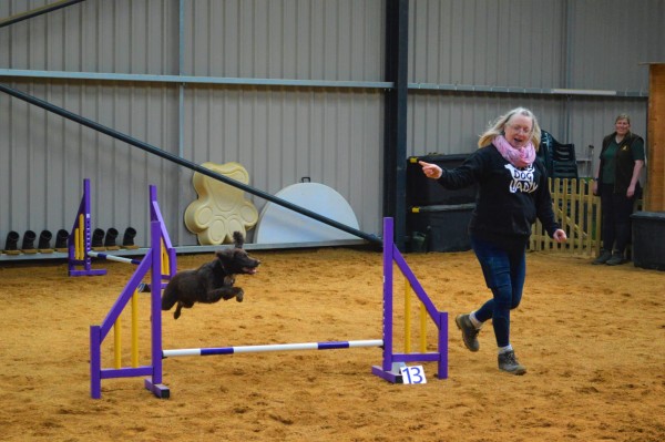 MVA Novice Agility & Jumping