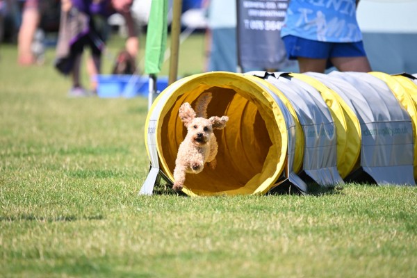 Beginners Agility Class